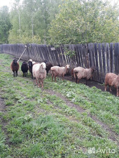 Продам овец