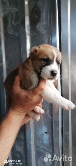 Щенки алабая