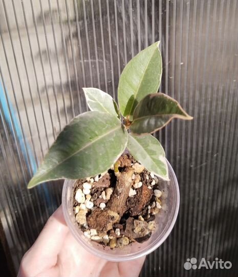 Фикус эластика тинеке