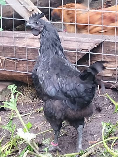 Куры молодки