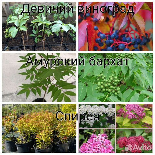 Саженцы декоративных растений