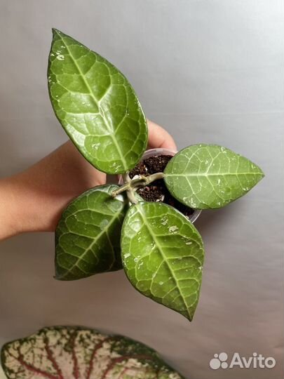 Hoya verticillata (Lampung)