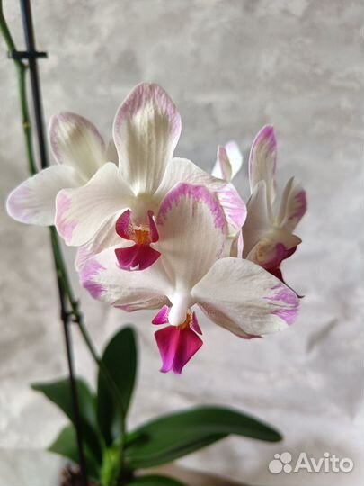 Орхидея попугай и др