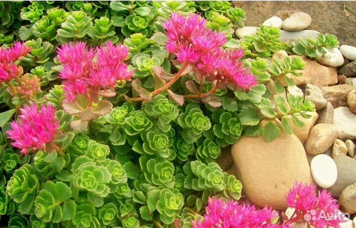 Почвопокровные растения для сада