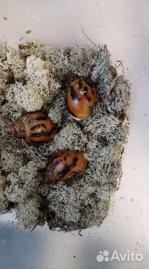 Улитки архахатины и ахатины