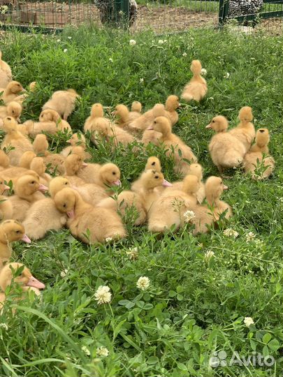 Муларды (бройлерная утка )