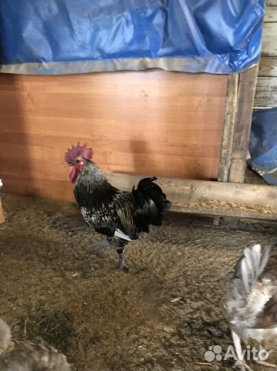 Петух порода лакендази