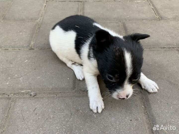 Щенок в добрые руки