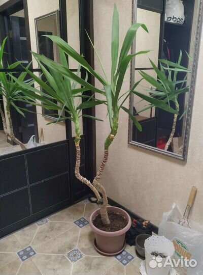 Пальма юкка