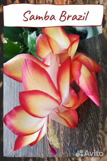 Сортовой декабрист Samba Brazil (шлюмбергера)