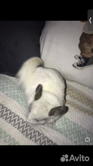 Шиншилла девочка