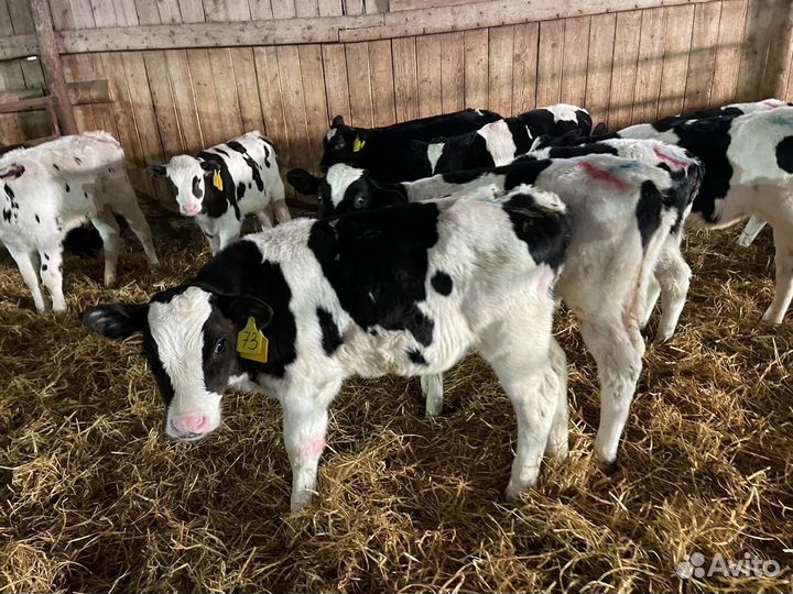 Бычки на откорм