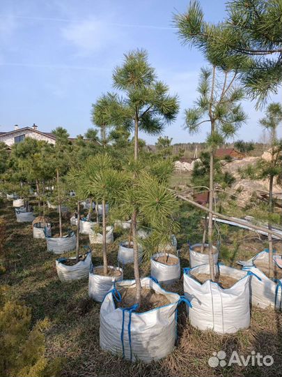 Сосна обыкновенная