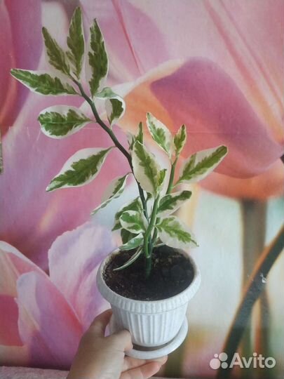 Комнатные цветы