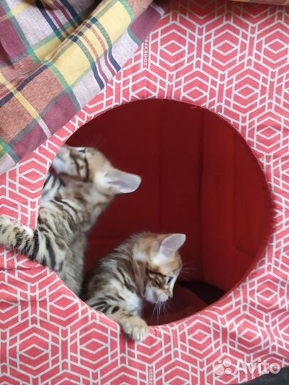Бенгальские котята