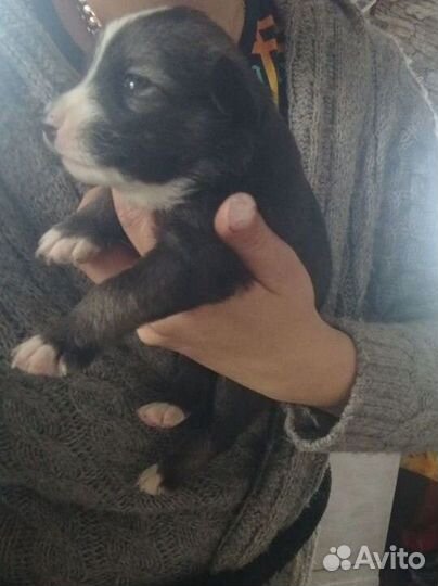 Собака в добрые руки отдам бесплатно