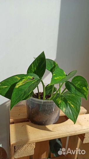 Резные домашние растения