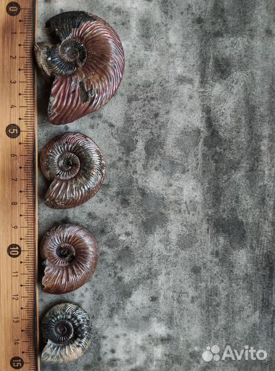 Окаменелости аммониты