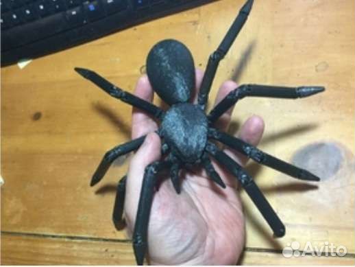 Паук и паутина