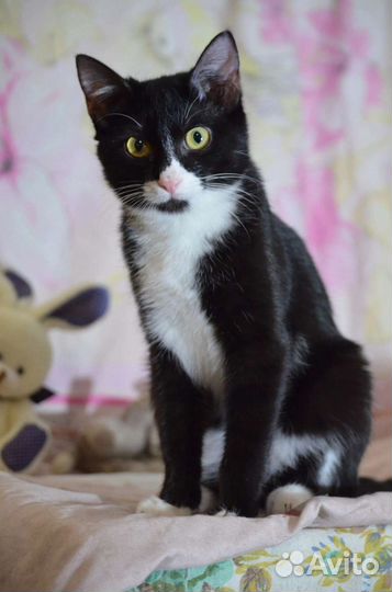 Кира ищет дом