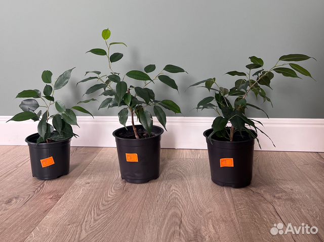 Фикус бенджамина