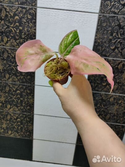 Аглаонема Сальмон фентази и Антуриумы