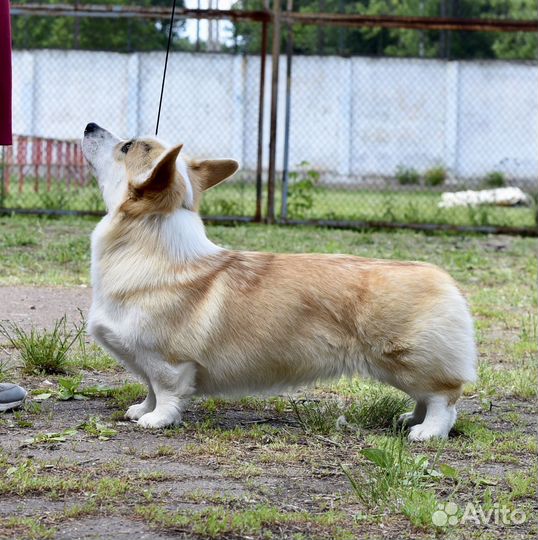 Вельш корги пемброк