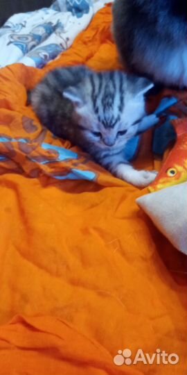 Шотландские мраморные котята