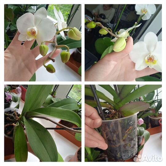 Комнатные растения