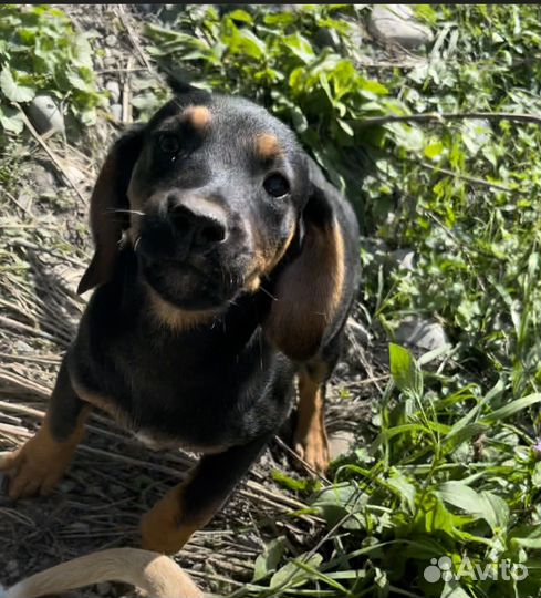 Девочка в добрые руки