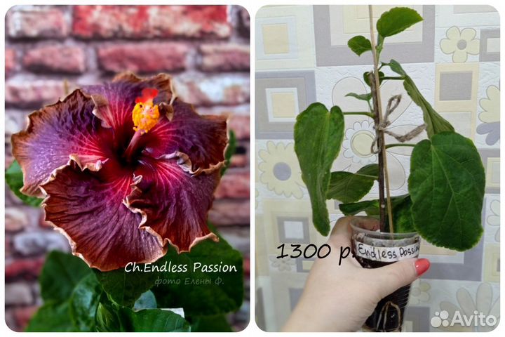 Сортовые гибискусы