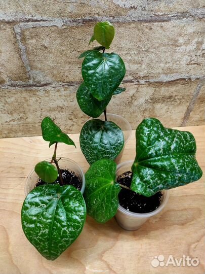 Ктенанты, перчик, полисциас, Гинура