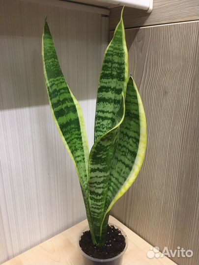 Сансевиерия