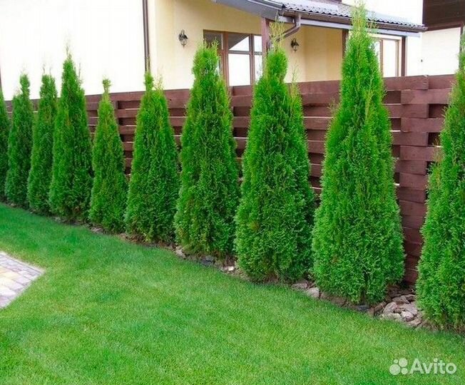 Туя смарагд