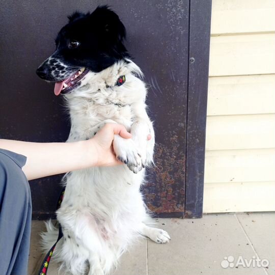 Добрая собака