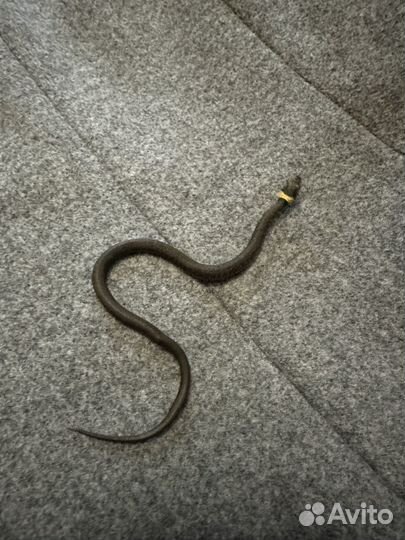 Уж ручной