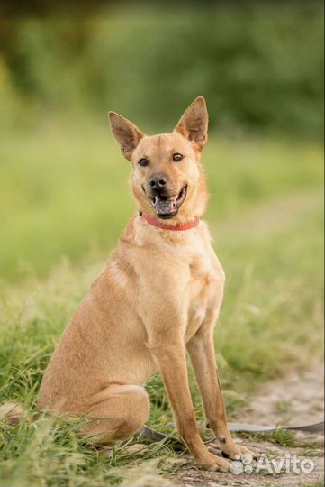 Собака из приюта