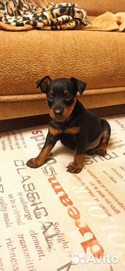 Щенки цвергпинчера