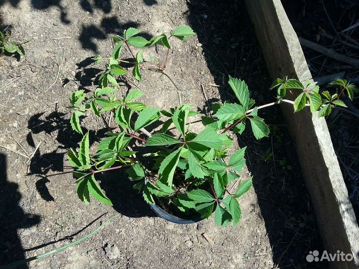 Саженцы девичий виноград