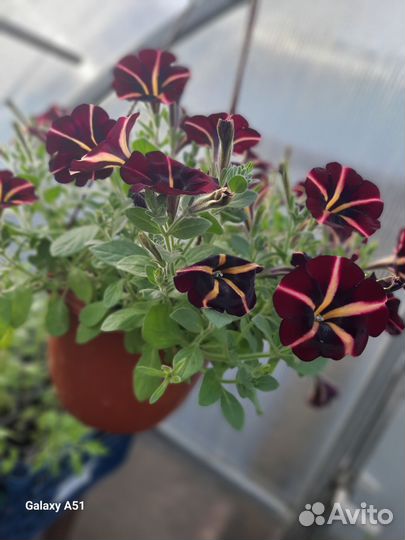 Дендробиум