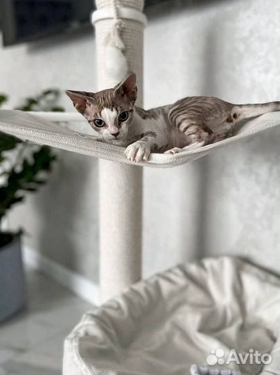 Когтеточка домик для кошки