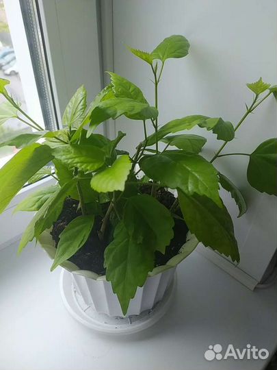 Комнатные цветы