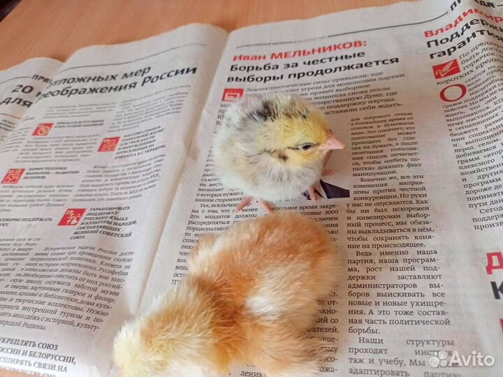 Цыплята Редбро и Мастер гриз