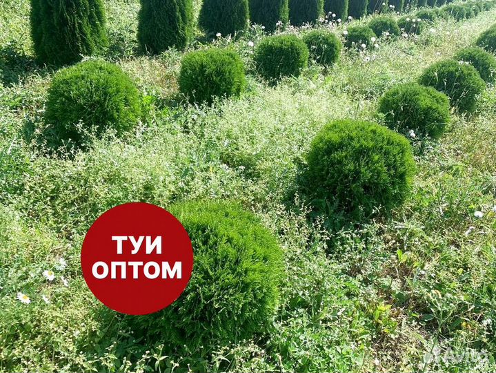 Туя смарагд рост 204 см /опт 150 шт