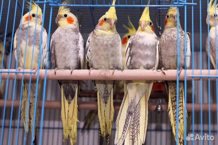 Корелла попугаи птенцы