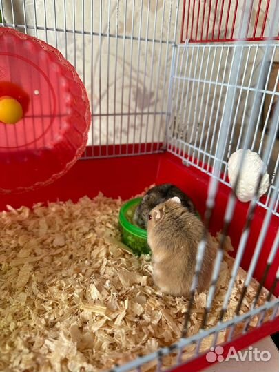 Джунгарский хомяк с клеткой