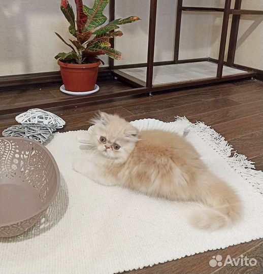 Персидские котята