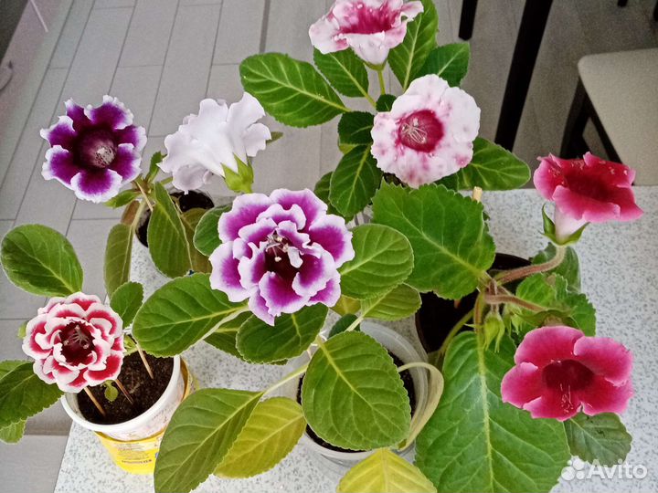 Глоксин. Гиппеаст. Клеродэндрум