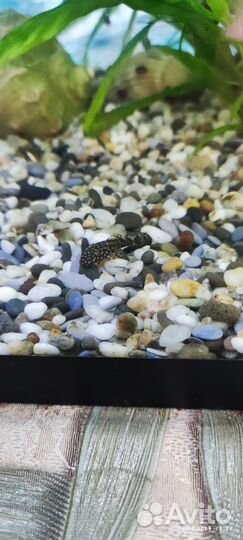 Сомики анциструсы