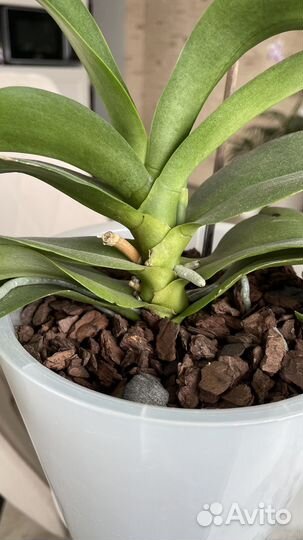 Орхидея фаленопсис